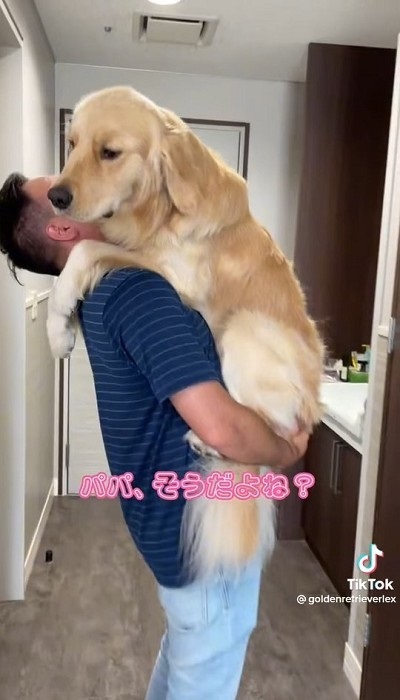 ご機嫌なゴールデンレトリバー