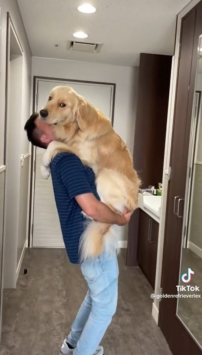 抱っこされるゴールデンレトリバー