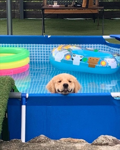 プールに入るゴールデンレトリバー