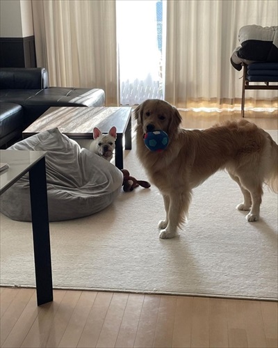 預かり犬とゴールデンレトリバー