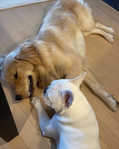 仲良しになったゴールデンレトリバー