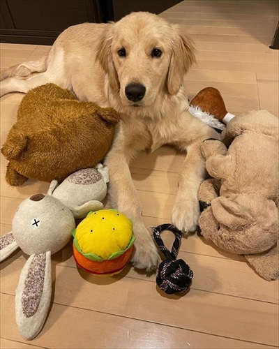 自分が大型犬だと理解していないゴールデンレトリバー