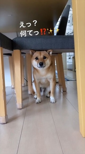 声をかけた後の柴犬