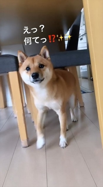 にっこり笑顔の柴犬