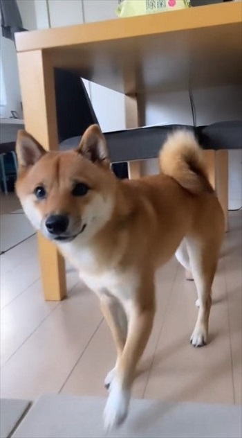 上を向くしっぽ