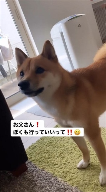 お父さんに報告する柴犬