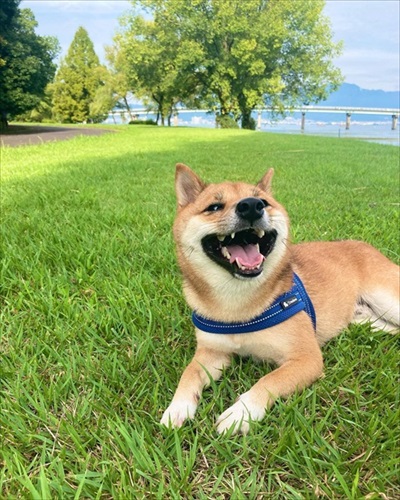 風を感じる柴犬