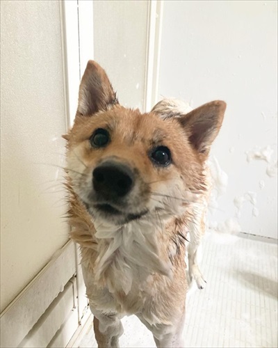 シャンプーされる柴犬