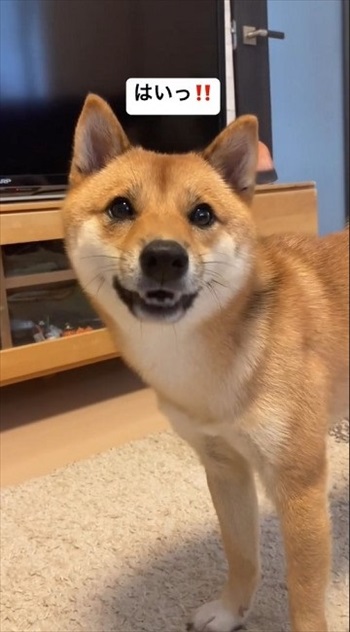 アピールする柴犬