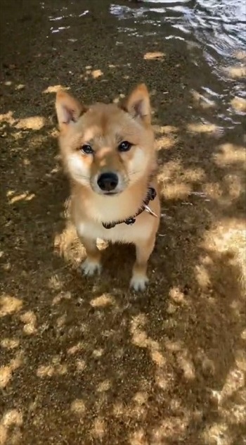 おすわりする柴犬