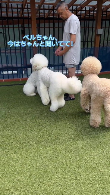 妹犬をさとす兄犬