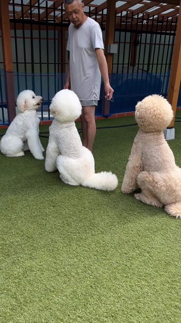 お父さんを見つめる犬