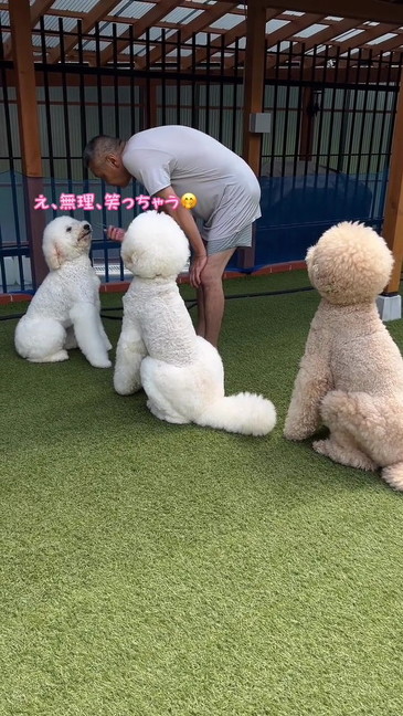お父さんと妹犬