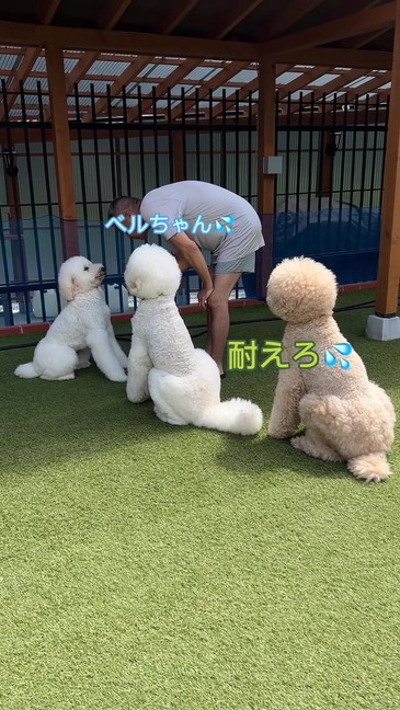 お父さんと犬3匹