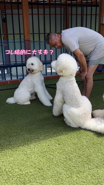 顔をそらす妹犬