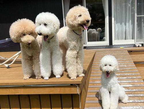 4匹のスタンダードプードル