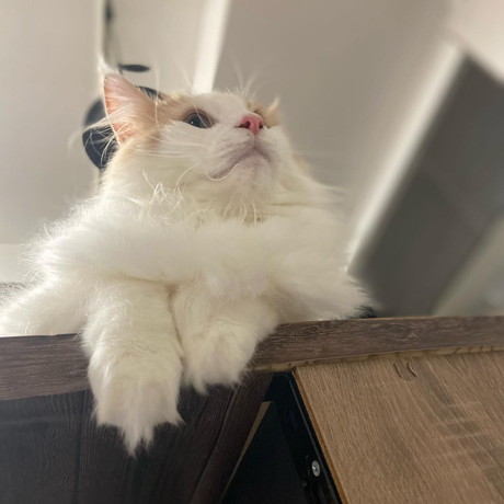 下のアングルからのノルウェージャンフォレストキャット