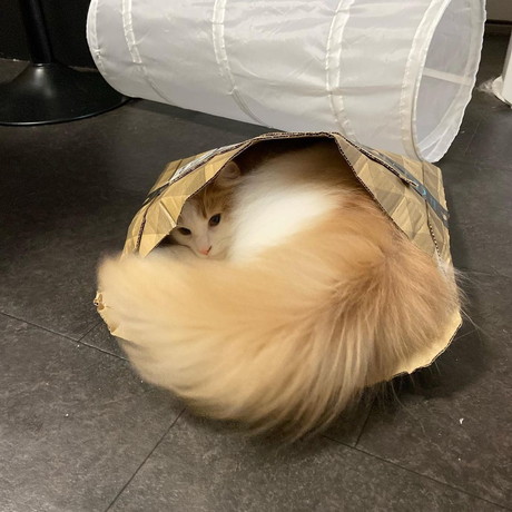 中に入るゆきくん