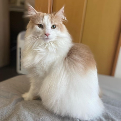 ノルウェージャンフォレストキャット