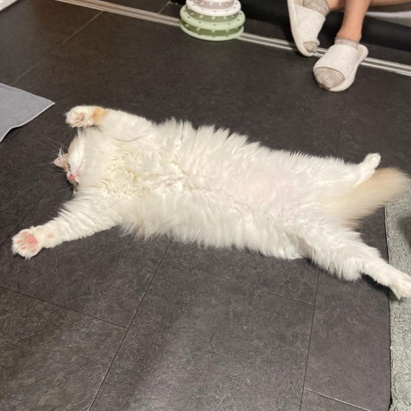 伸びるノルウェージャンフォレストキャット