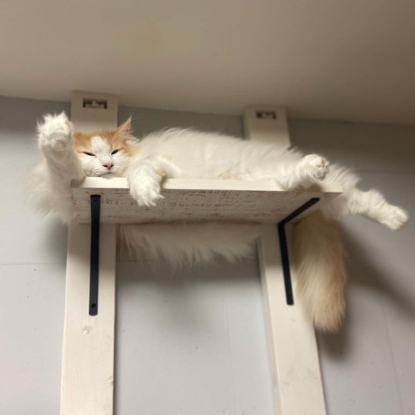 ステップの上のノルウェージャンフォレストキャット