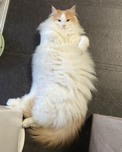 モフモフなノルウェージャンフォレストキャット