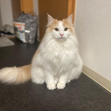 ちょこんとしたノルウェージャンフォレストキャット