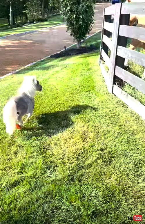 ミニチュアホースが大きいお馬さんと出会う