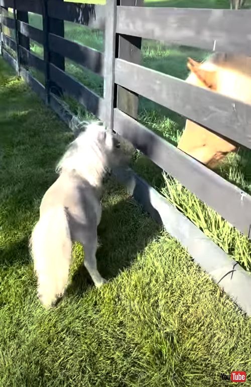 ミニチュアホースが大きいお馬さんと出会う