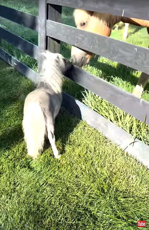 ミニチュアホースが大きいお馬さんと出会う