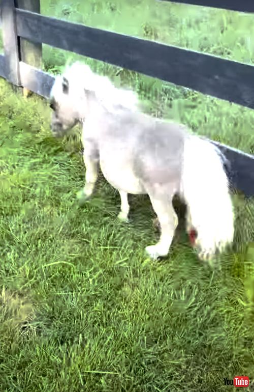 ミニチュアホースが大きいお馬さんと出会う