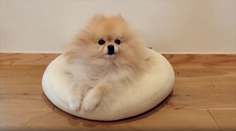 くりくりおめめで見つめるワンコ