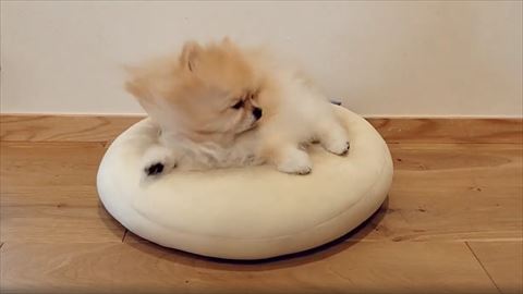 寝癖ついてるポメラニアン