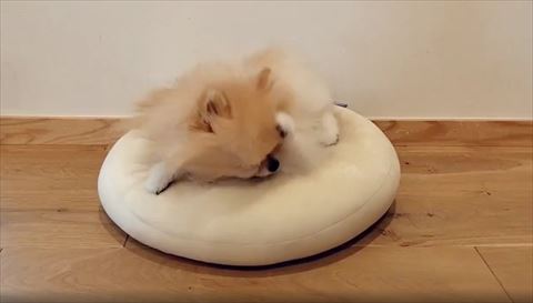 左前足で顔をくしくしするポメラニアン