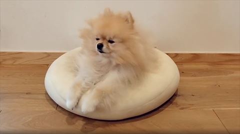 寝ぼけてるポメラニアンの横顔