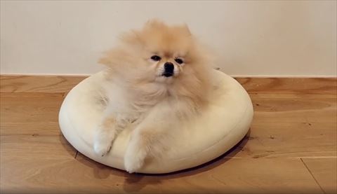 寝ぼけてみあげるワンコ