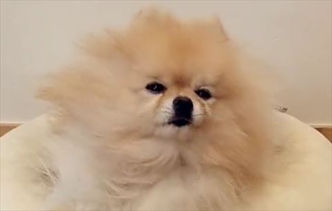 ワンコの画像トリミング