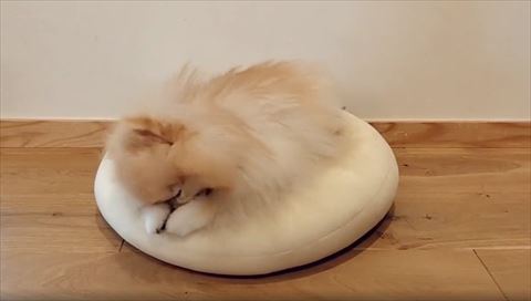 両前足でくしくし