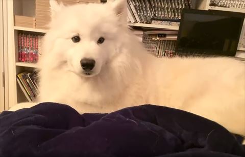 大型犬