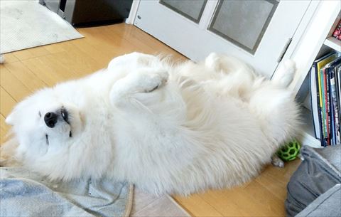 お腹だして寝てるサモエド