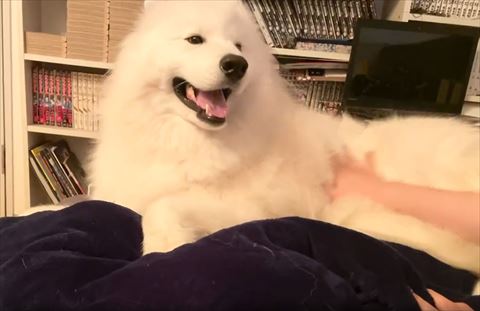 目を細めて笑顔のサモエド