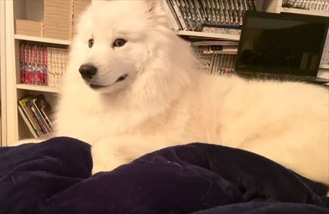 真顔で遠くを見るサモエド