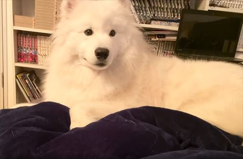 真顔で飼い主さんの方を見る