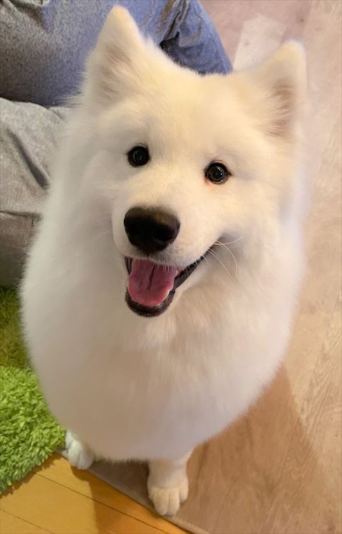 お座りして笑顔のサモエド