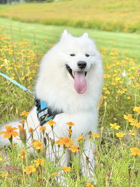 お花畑にいるサモエド