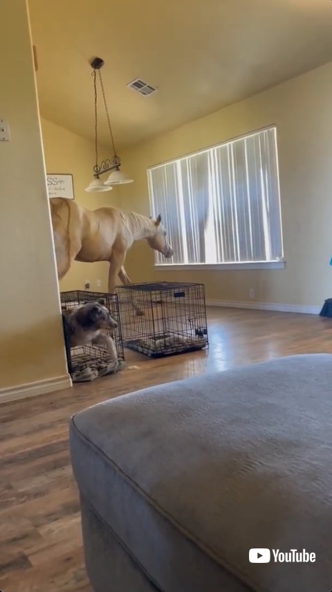 部屋に入ってきた馬