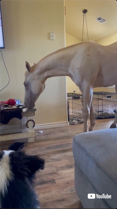 部屋を探索する魔