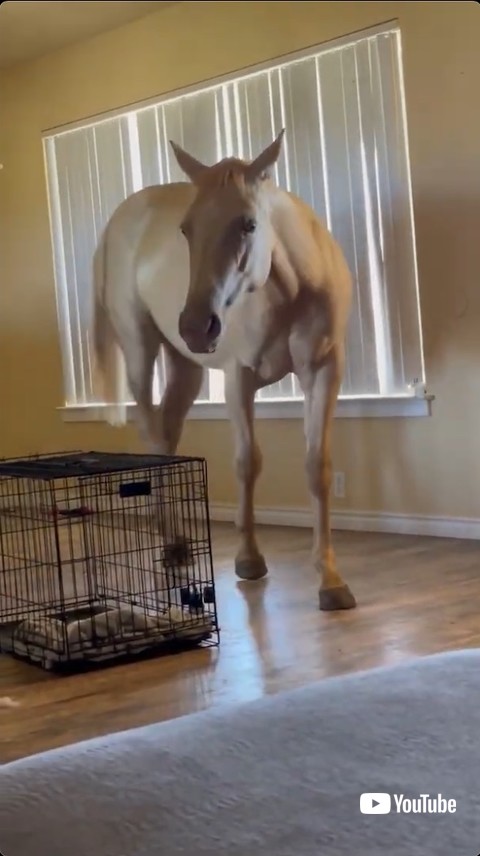 馬に驚きケージから逃げる犬