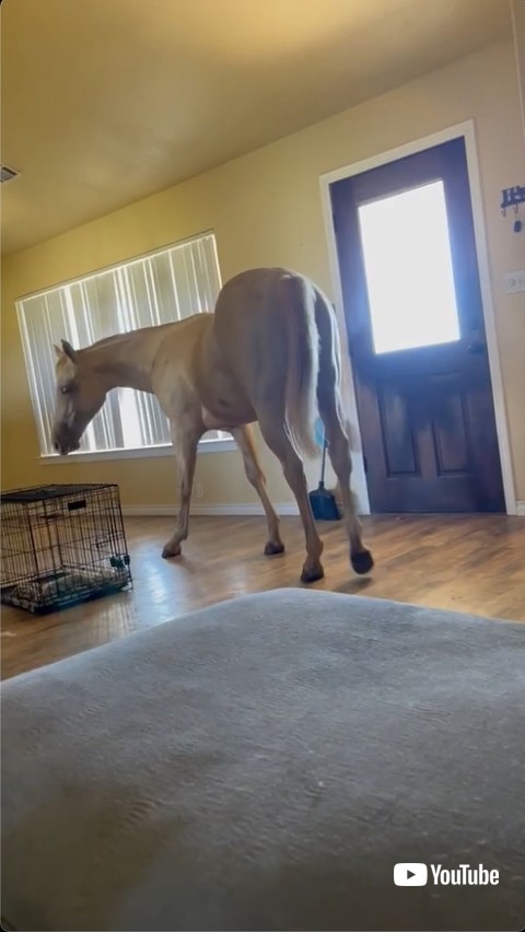 部屋から出る馬