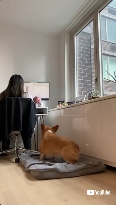 ぬいぐるみを投げる犬